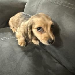 Opal - Cream female Dachshund puppy in Ranburne, Alabama from Camdox