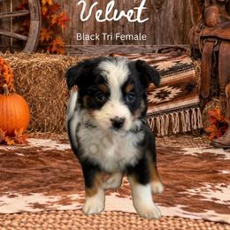 Velvet - Black tri female Miniature Australian Shepherd puppy in Oronogo, Missouri from Dutton's Show Me Farms