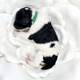 Bernedoodle Puppies from St. Louis Doodle Ranch