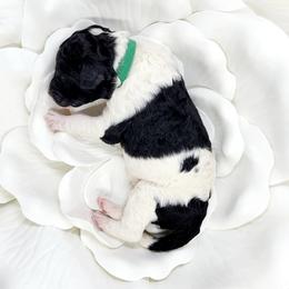 Bernedoodle Puppies from St. Louis Doodle Ranch