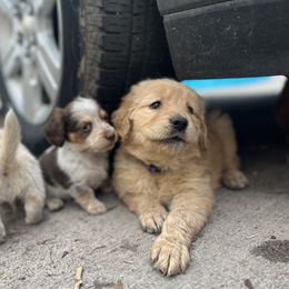 Dachshund and Golden Retriever Puppies from Wyo Dachshunds & Goldens