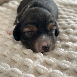 Shaded Red - Red male Dachshund puppy in Fort Worth, Texas from Honey B’s Doxies