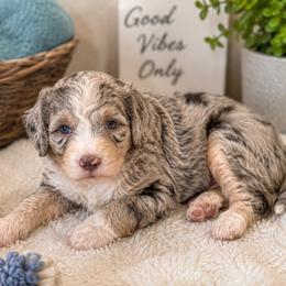 Puppy 4 - Blue merle male Aussiedoodle puppy in Albertville, Alabama from Home Sweet Home Doodles LLC