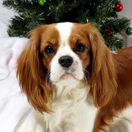 Lois - Cavalier King Charles Spaniel