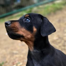 Pride - Black and rust male Doberman Pinscher puppy in Lebanon, Ohio from Lady Mae Bassets & Doberman