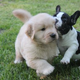 French Bulldog Puppies from Yukon Golden Retrievers and French Bulldogs