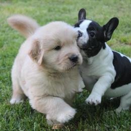 French Bulldog Puppies from Yukon Golden Retrievers and French Bulldogs
