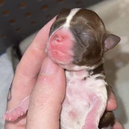 Chihuahuas from Small & Mighty Chihuahuas