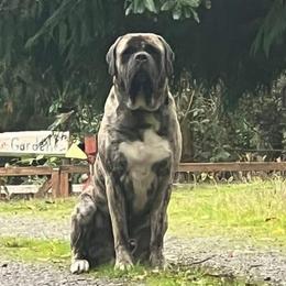 Ronin - Mastiff