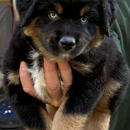 Miniature Australian Shepherd Puppies from Austin Aussies by Jody