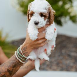 Cavapoo Puppies from Mustard Seed Doodle Co.