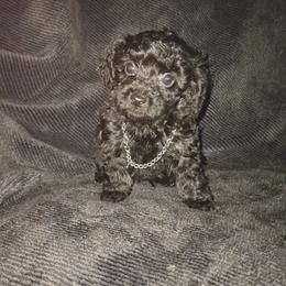 Treasure - Black female Maltipoo puppy in Palmdale, California from J Designer Puppies