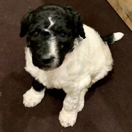 Goldendoodle and Poodle Puppies from Breedadoodle