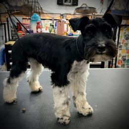 Monty - Black male Miniature Schnauzer puppy in Newark, Ohio from Tuckered Out Schnauzers