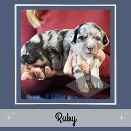 Ruby - Blue merle female Aussiedoodle puppy in Salem, Utah from Go West Mini Aussies