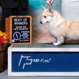 Pembroke Welsh Corgis from Kari's Pembroke Welsh Corgis