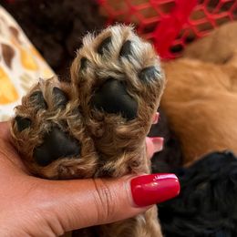 Goldendoodle Puppies from Lucky's Doodlez