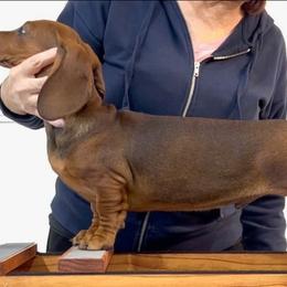 Mel - Red male Dachshund puppy in Boyd, Texas from Rachel's Dachshunds
