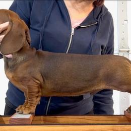 Mel - Red male Dachshund puppy in Boyd, Texas from Rachel's Dachshunds