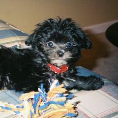 Mi-Kis from Litelltoi Mi-ki