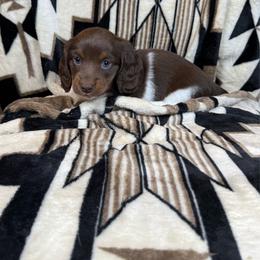 Charlie - Piebald male Dachshund puppy in Aurora, Missouri from Baker Farms