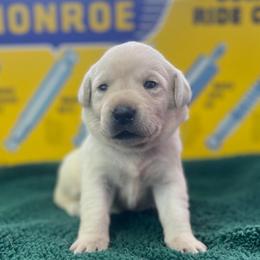 Storm - Yellow female Labrador Retriever puppy in Puyallup, Washington from 12 Door Farm Labradors