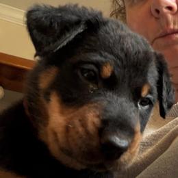 Maroon Collar - Black and rust male Beauceron puppy in Floyd’s Knobs, Indiana from Birdwing Beaucerons