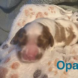 Opal - Blenheim female Cavalier King Charles Spaniel puppy in Sandstone, Minnesota from Peaceful Garden Cavaliers