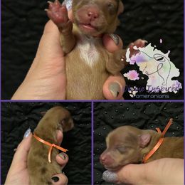 Orange - Chocolate and tan female Pomeranian puppy in Terre Haute, Indiana from Divine Inspired Poms