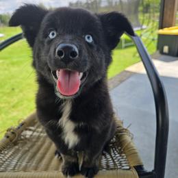 Diana - Black tri-color female Australian Shepherd puppy in Wrightsville, Georgia from Wild Magnolia Farms Aussies