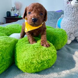 Remy - Red  male Poodle puppy in Beaverton, Oregon from Teddy toy poodle house