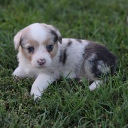 Female 1 - Red merle and white female American Corgi puppy in Portland, North Dakota from Sliding stop corgis