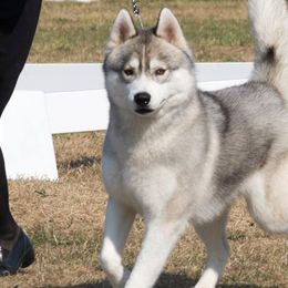 Siberian Huskies from Sundance Siberians