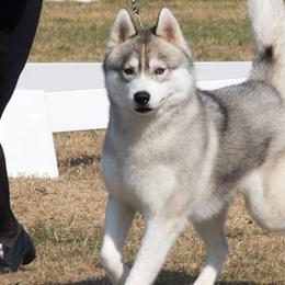 Siberian Huskies from Sundance Siberians