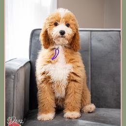 Coralyn - Red and white female Cockapoo puppy in Connersville, Indiana from Deaz Doodle Ranch