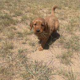 Gracie - Golden female Golden Retriever puppy in Wellington, Colorado from High Country Golden Retrievers