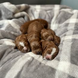 Australian Labradoodle Puppies from Davis Family Farms Australian Labradoodles