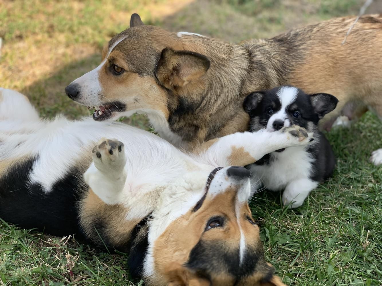 2 corgis adultos brincam na grama com um filhote de corgi. O filhote brinca mordendo a perna do adulto enquanto o adulto está rolado de costas.