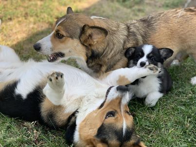 2 adult corgis play in the grass with a puppy corgi. The puppy playfully has the leg of the adult in its mouth while the adult is rolled on its back.