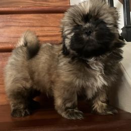 Shih Tzu Puppies from Little Lions West