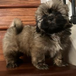 Shih Tzu Puppies from Little Lions West