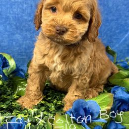 Red brown nose - Red male Cockapoo puppy in Haines City, Florida from Camic Cockapoos