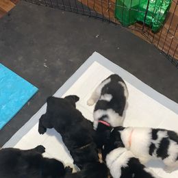 Newfoundland and Shih Tzu Puppies from Grand Meadow Newfoundlands