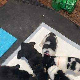 Newfoundland and Shih Tzu Puppies from Grand Meadow Newfoundlands