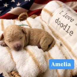 Amelia aka Teal Collar - Cream female Goldendoodle puppy in Portland, Tennessee from Happy_Tails_by_TJ