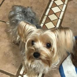 Sadie - Yorkshire Terrier