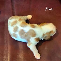 Max - Blenheim male Cavalier King Charles Spaniel puppy in Paulden, Arizona from Nine Mile Cavaliers