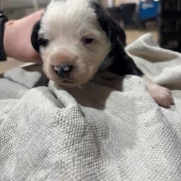 Girl 4 - Black tri-color female Australian Shepherd puppy in Almo, Kentucky from Riley's Paw Pals