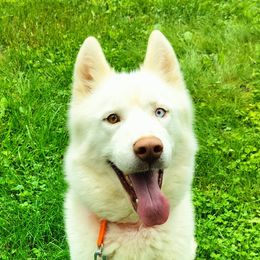 Hunter - Siberian Husky