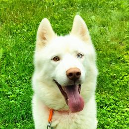 Hunter - Siberian Husky